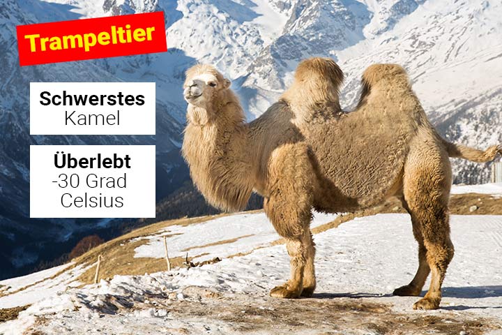 Trampeltier