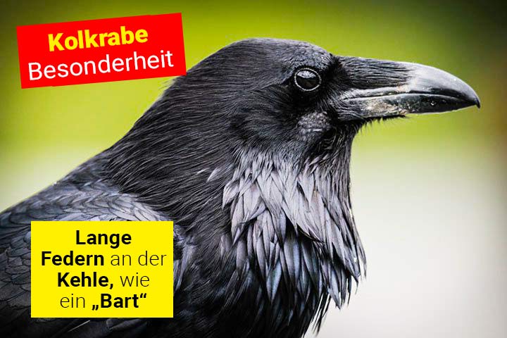 Besonderheit des Kolkraben