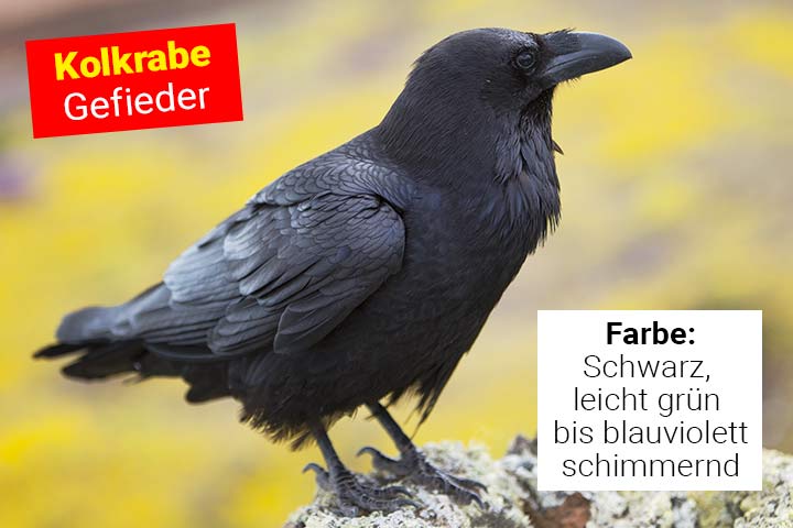 Gefieder des Kolkraben