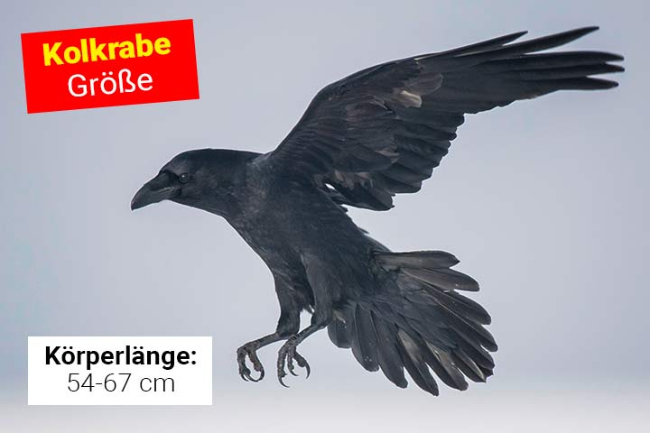 Größe des Kolkraben