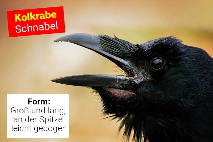 Schnabel des Kolkraben Schnabel des Kolkraben