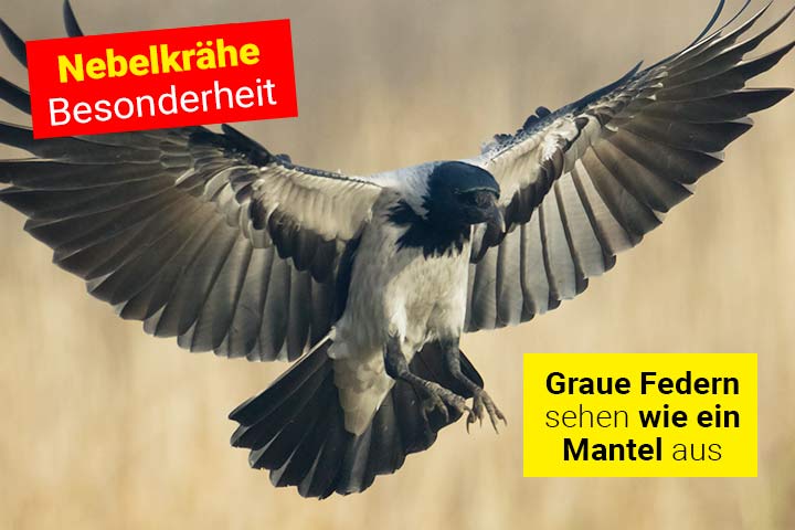 Besonderheit der Nebelkrähe