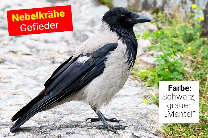 Gefieder der Nebelkrähe