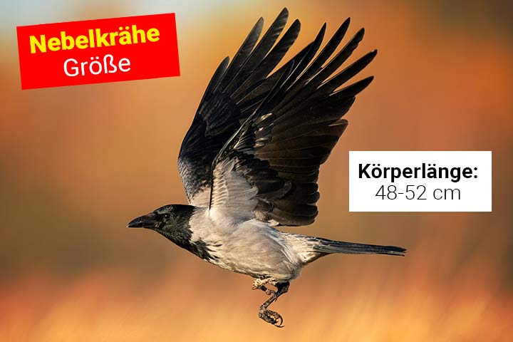 Größe der Nebelkrähe