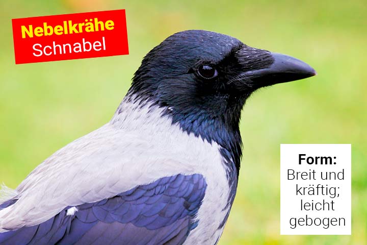 Schnabel der Nebelkrähe Schnabel der Nebelkrähe