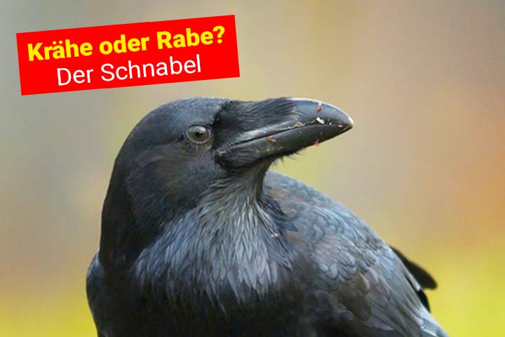 Kolkrabe