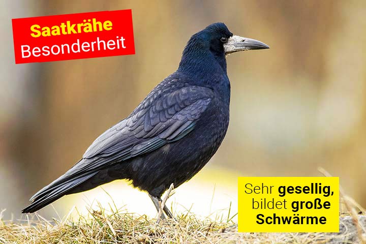 Gefieder der Saatkrähe