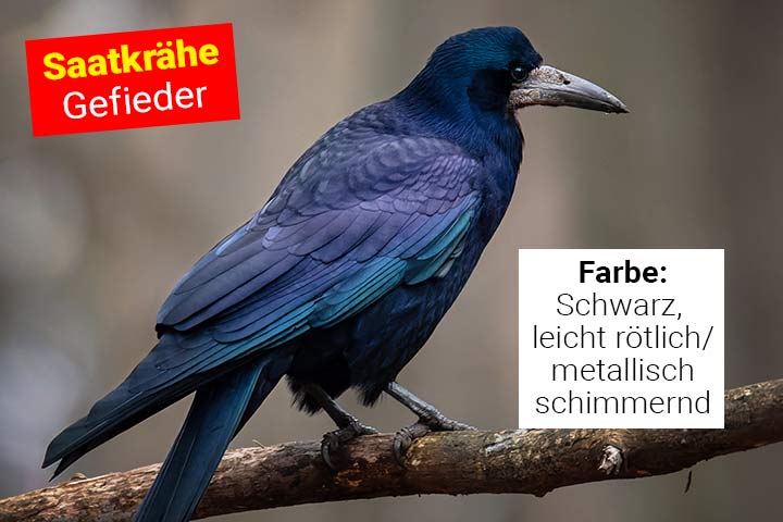 Gefieder der Saatkrähe