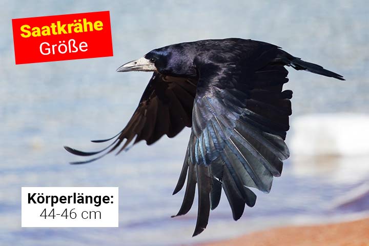 Größe der Saatkrähe