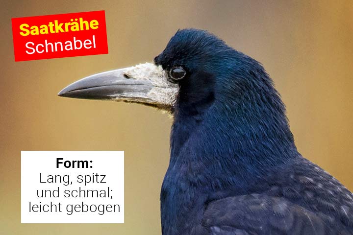 Schnabel der Saatkrähe Schnabel der Saatkrähe