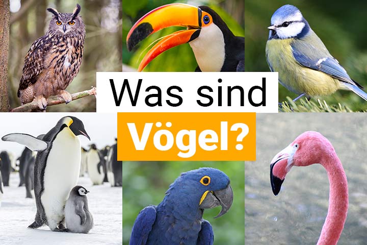 Was sind Vögel?