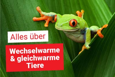Wechselwarme und gleichwarme Tiere