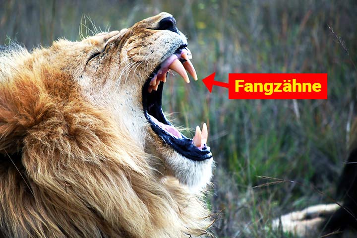 Löwen haben lange Fangzähne zum Festhalten ihrer Beute