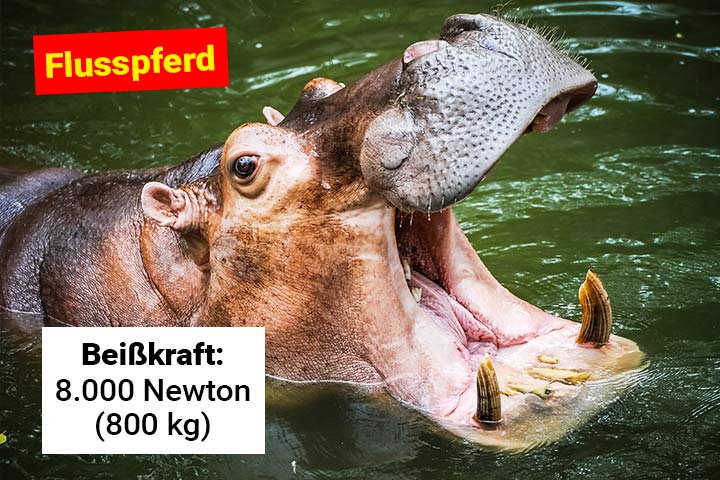 Flusspferd