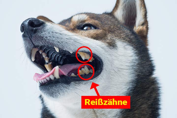 Reißzähne befinden sich hinten im Gebiss - sie zerschneiden Fleisch und Knochen