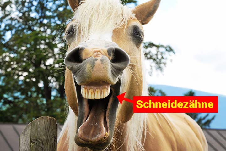 Pferde haben große Schneidezähne, um Gras zu zerschneiden