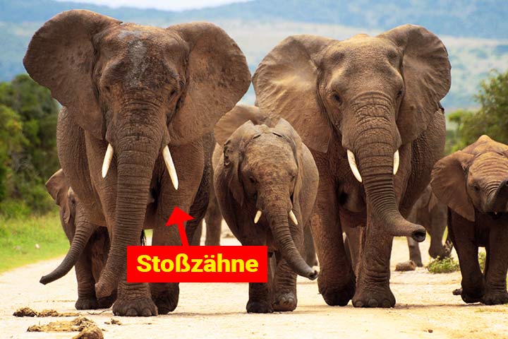 Elefanten haben Stoßzähne