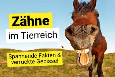 Zähne im Tierreich