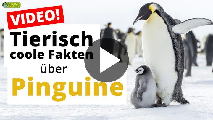 Video: 17 tierische Fakten über Pinguine