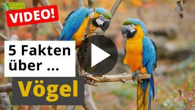 Alles über Vögel