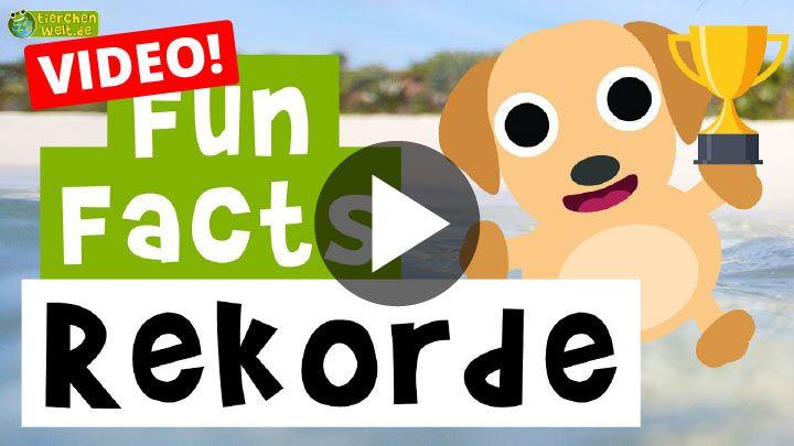 Video 11 Fun Facts Lustige Tier Rekorde