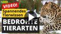Video: Bedrohte Tierarten