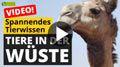 Video: Tiere in der Wüste